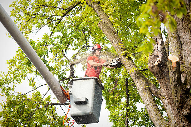 Best Best Tree Removal Services  in Grove City, FL